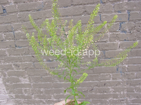pepperweed, Virginia